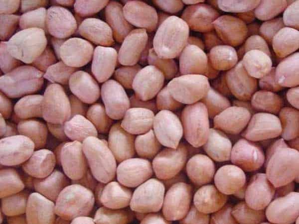 Peanut Exporters in India