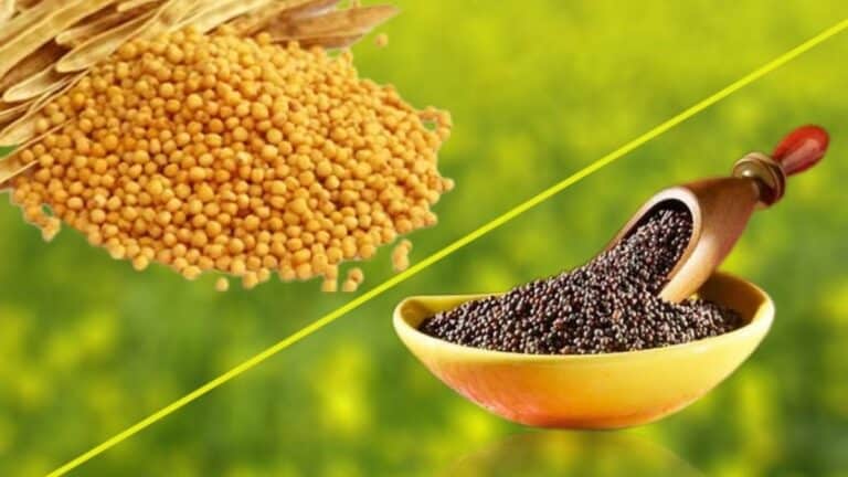  Difference-Between-Black-And-Yellow-Mustard-Seeds-1200x675 Difference-Between-Black-And-Yellow-Mustard-Seeds-1200x675